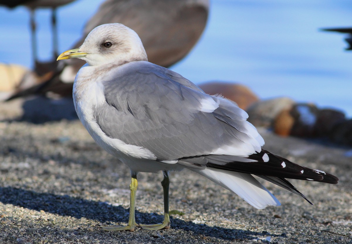 Short-billed Gull - Paul Fenwick