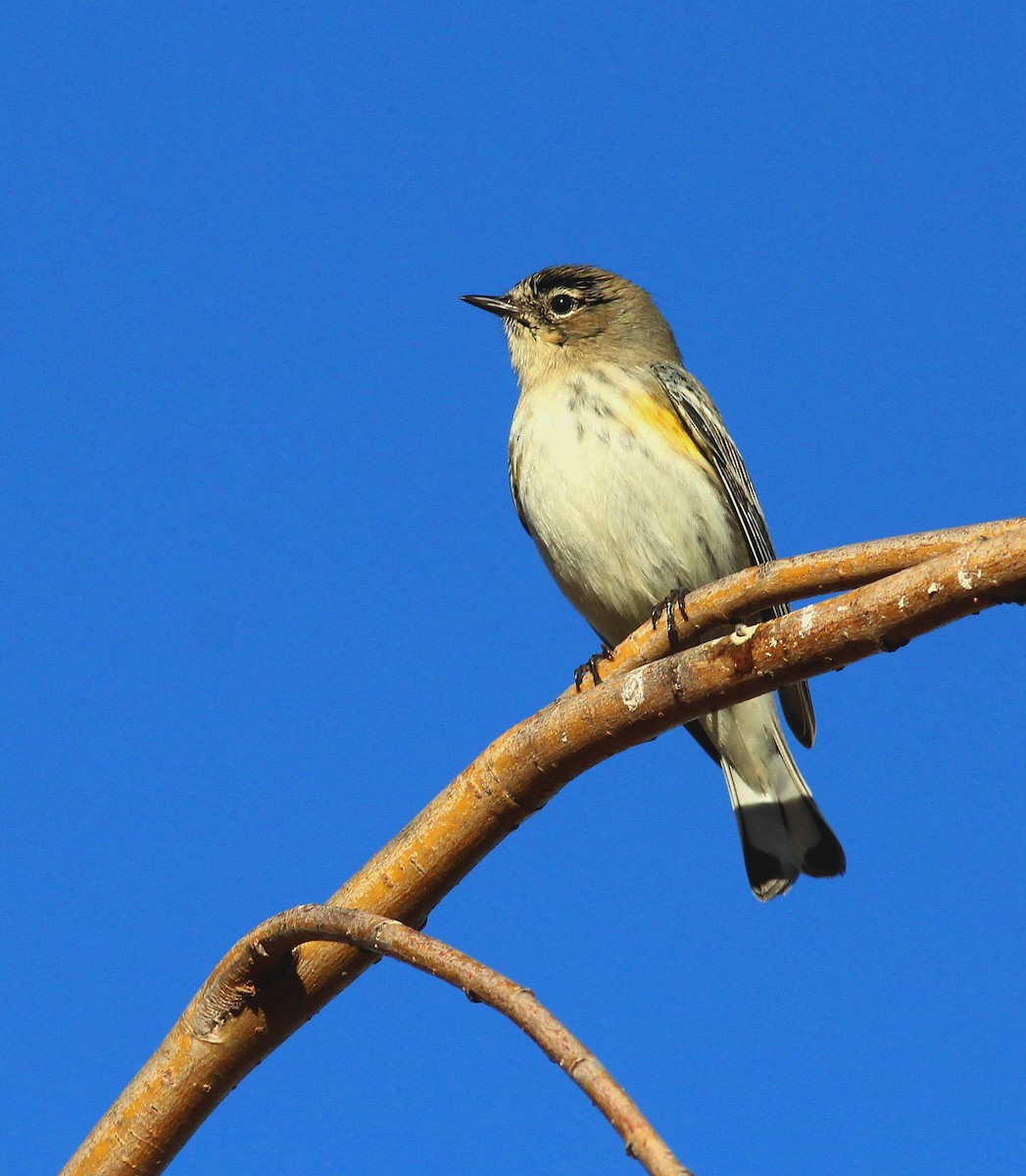 Yellow-rumped Warbler (Myrtle) - ML23699581