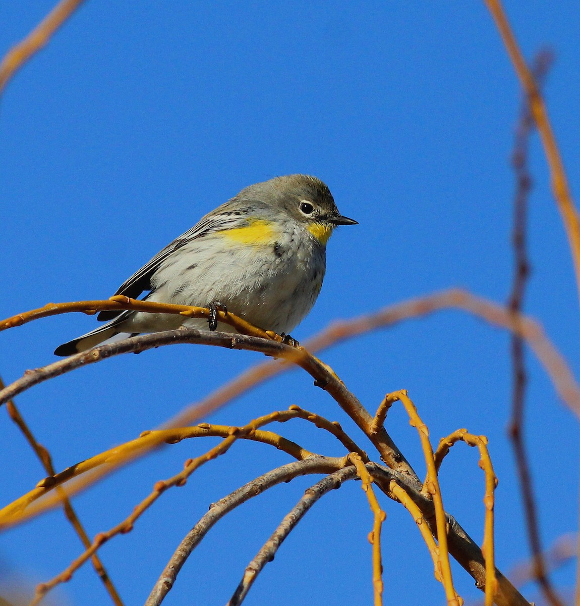 Yellow-rumped Warbler (Audubon's) - ML23699601