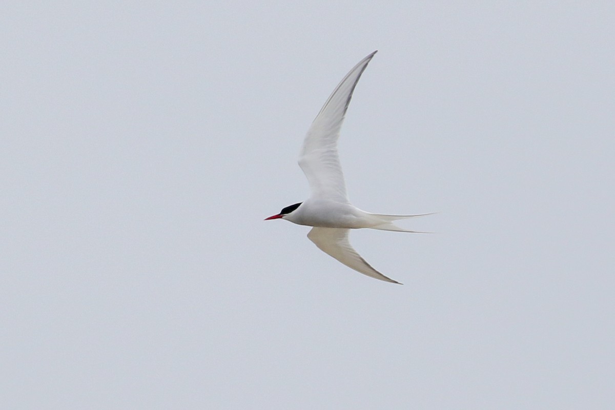 Arctic Tern - Tom Reed