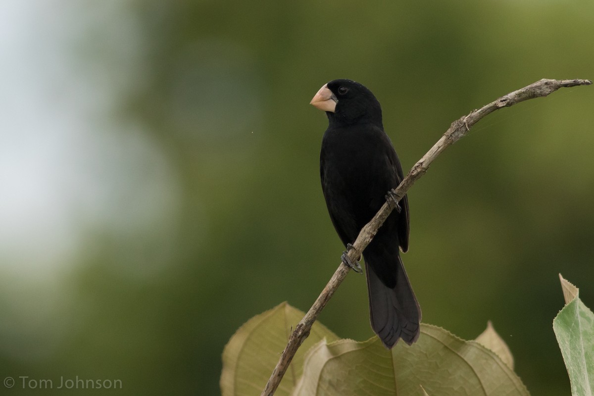 Nicaraguan Seed-Finch - Tom Johnson