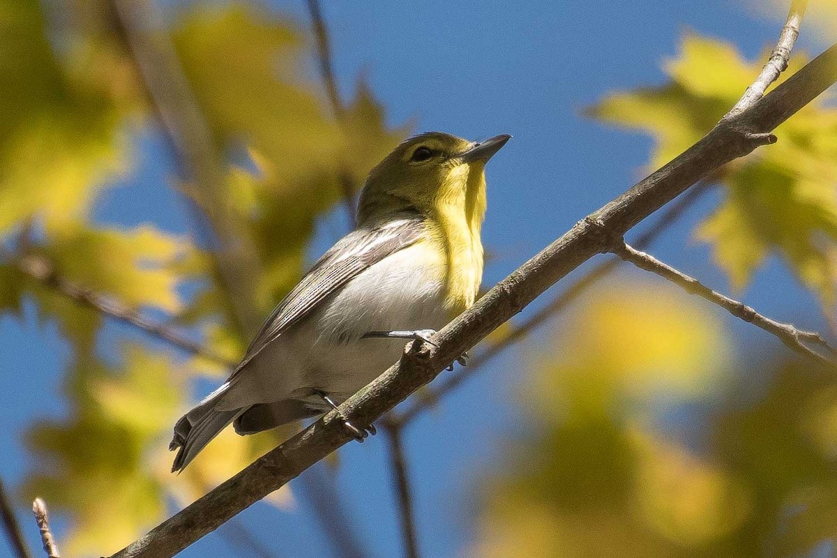 Yellow-throated Vireo - Gerry Gerich