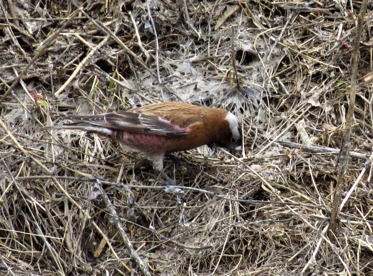Gray-crowned Rosy-Finch - ML237001981