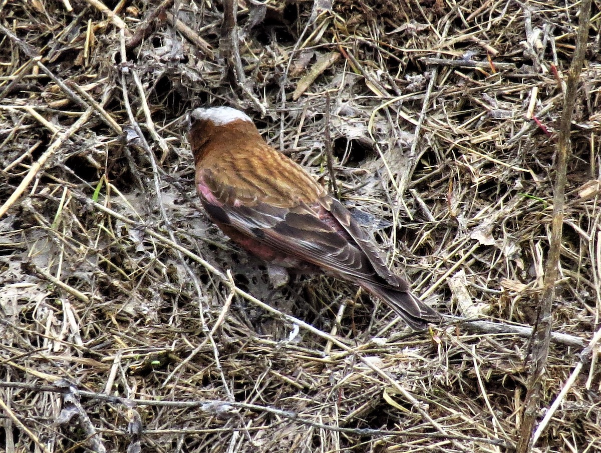 Gray-crowned Rosy-Finch - ML237001991