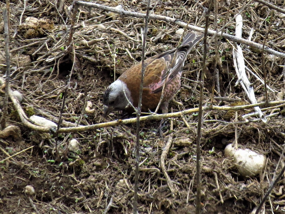 Gray-crowned Rosy-Finch - ML237002111
