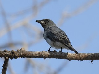  - Javan Cuckooshrike