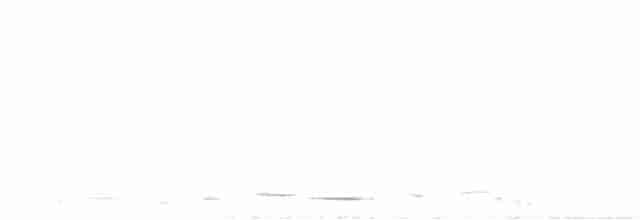 Avustralya Saksağanı (telonocua/tyrannica) - ML237010451
