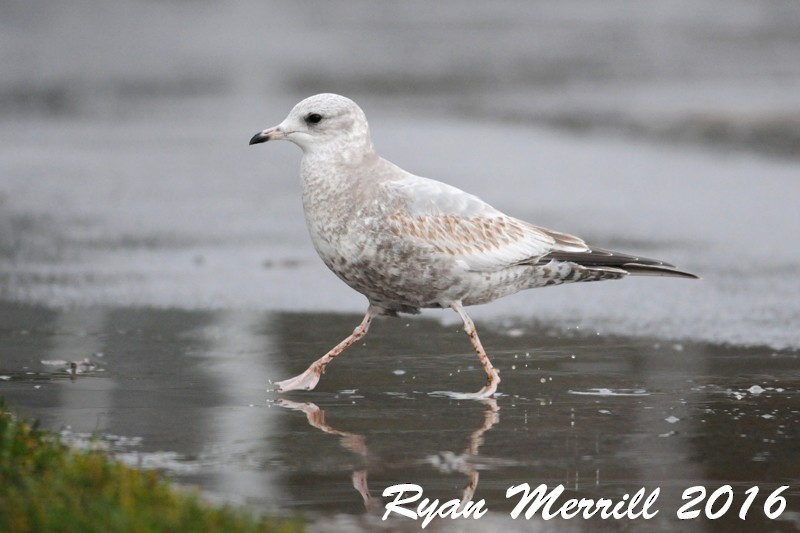 Short-billed Gull - Ryan Merrill