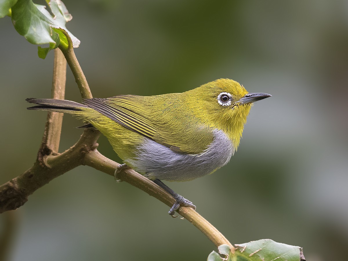 Everett's White-eye - Zosterops everetti - Birds of the World