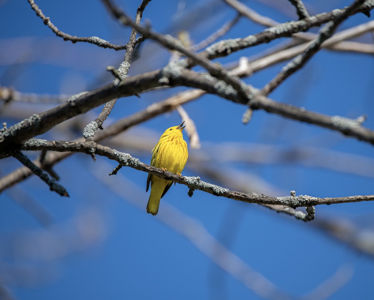 Yellow Warbler - ML237015491