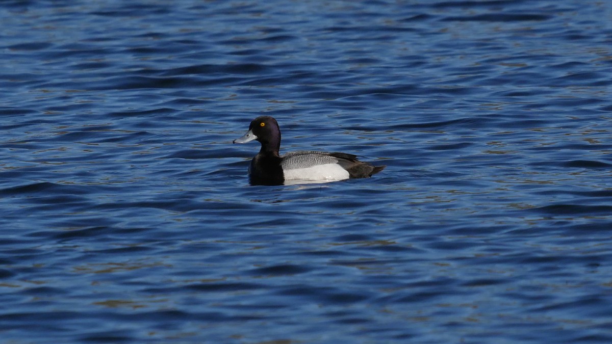 Greater Scaup - ML237015961