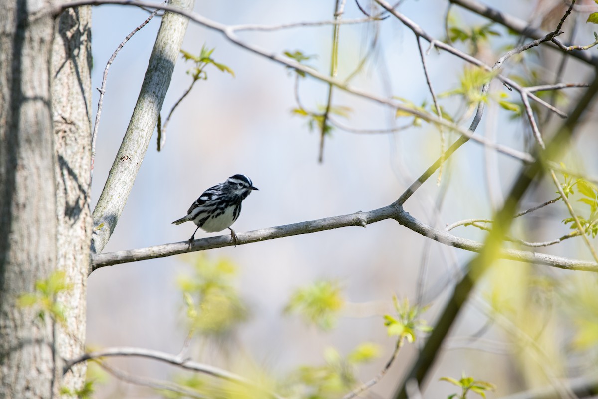 Black-and-white Warbler - ML237015991