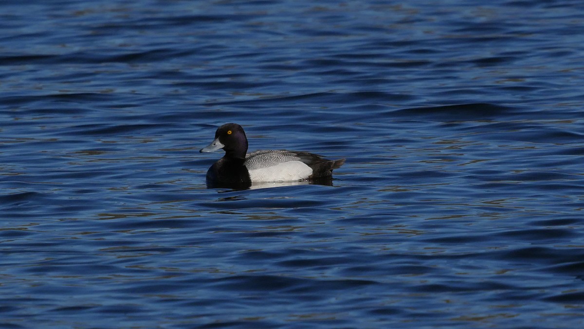 Greater Scaup - ML237016001