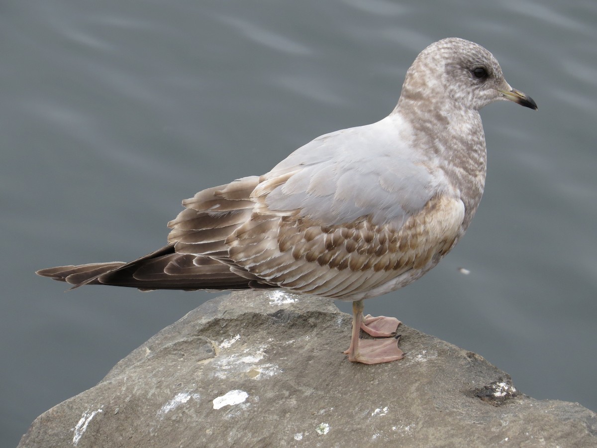 Short-billed Gull - John Hanna
