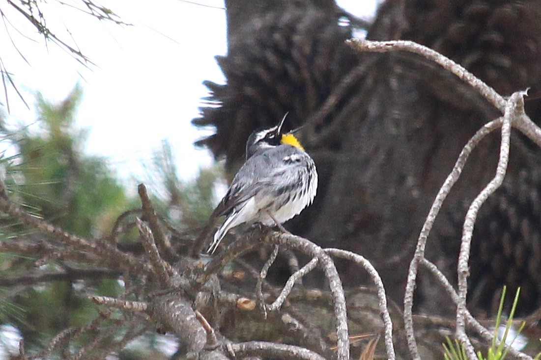 Yellow-throated Warbler (albilora) - ML237022091
