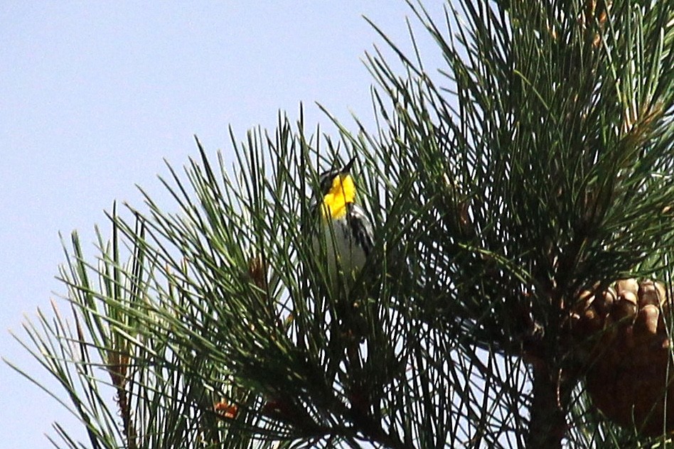 Yellow-throated Warbler (albilora) - ML237022101