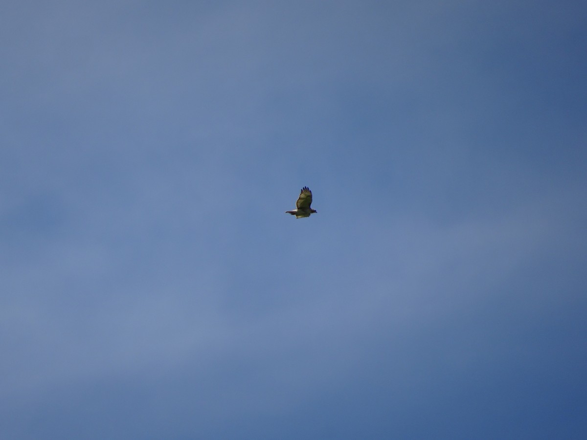 Red-tailed Hawk - ML237025351