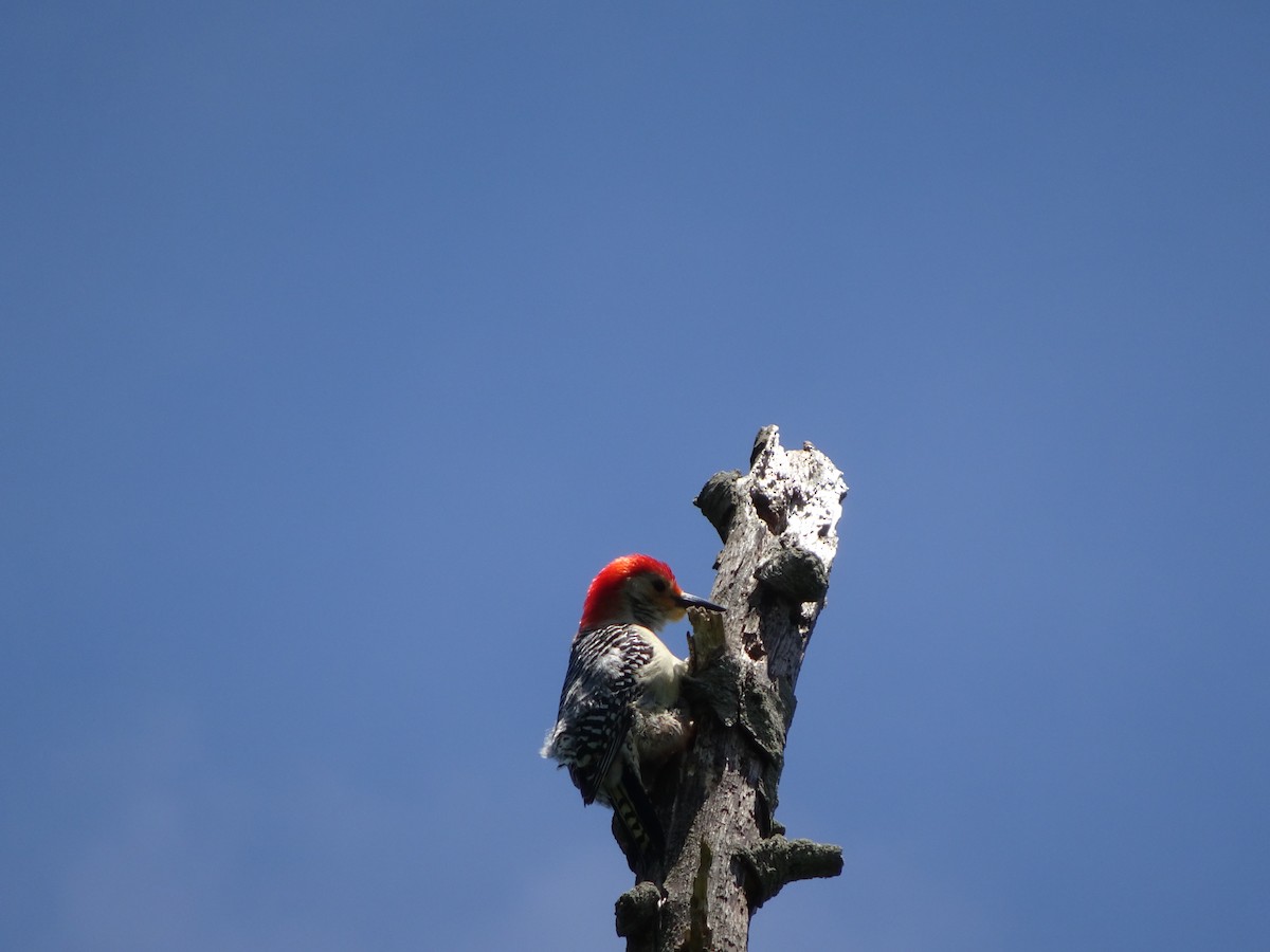 Red-bellied Woodpecker - ML237025601
