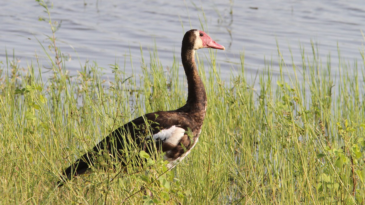 Spur-winged Goose - ML23702681