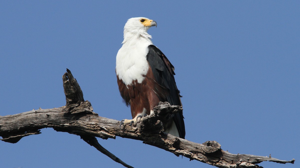 African Fish-Eagle - ML23702691