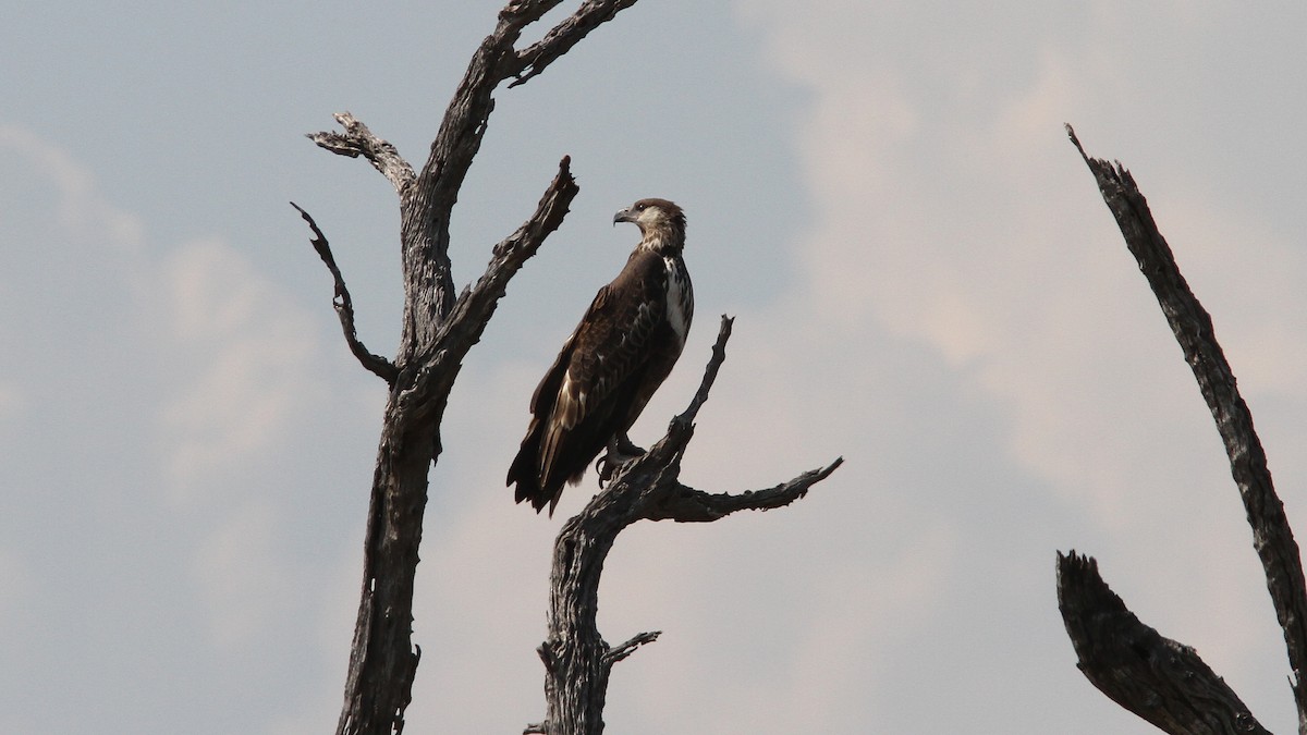 African Fish-Eagle - ML23702721