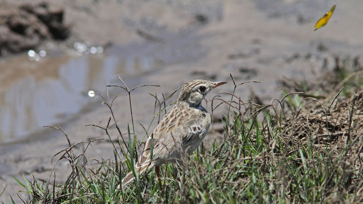 Pipit africain - ML23702731