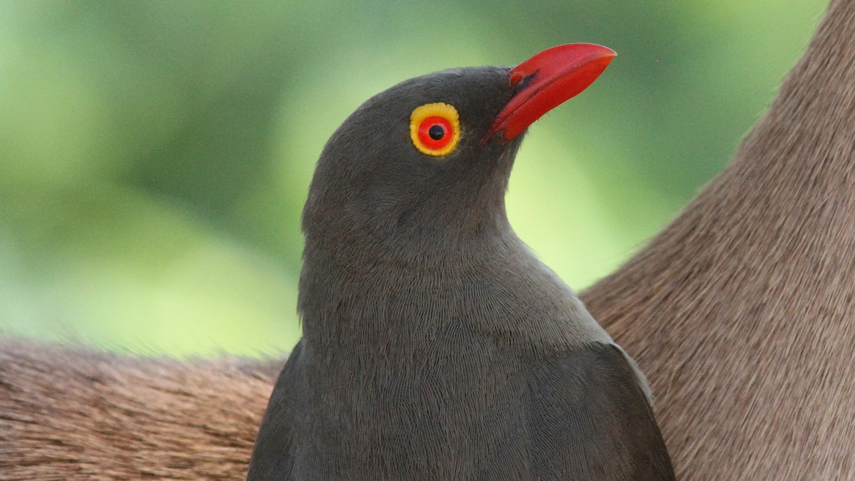 Red-billed Oxpecker - ML23702741