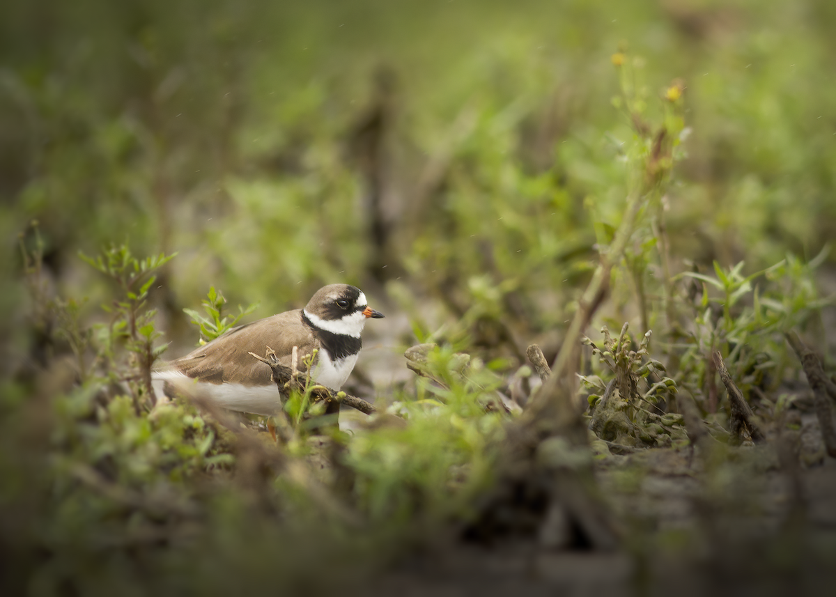 Semipalmated Plover - ML237029051