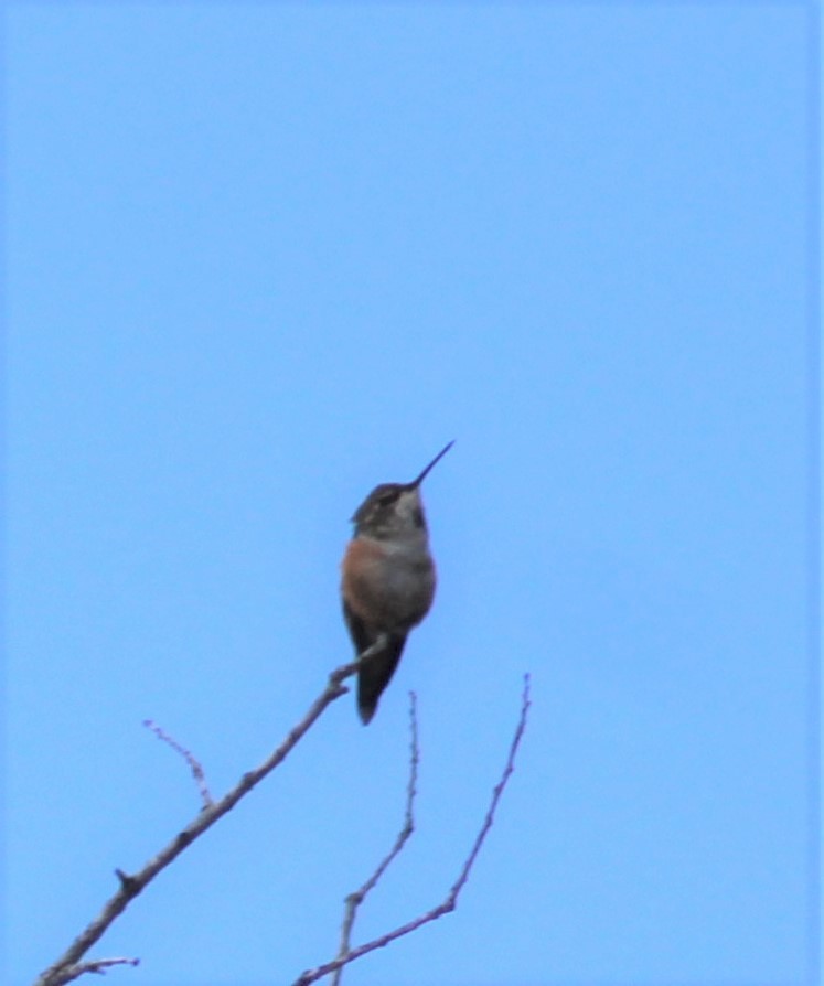 Rufous Hummingbird - ML237029681