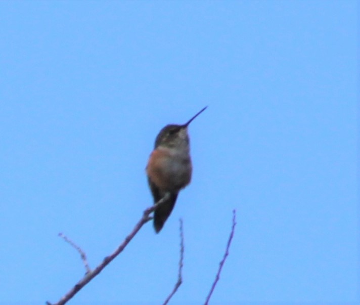 Rufous Hummingbird - ML237029771