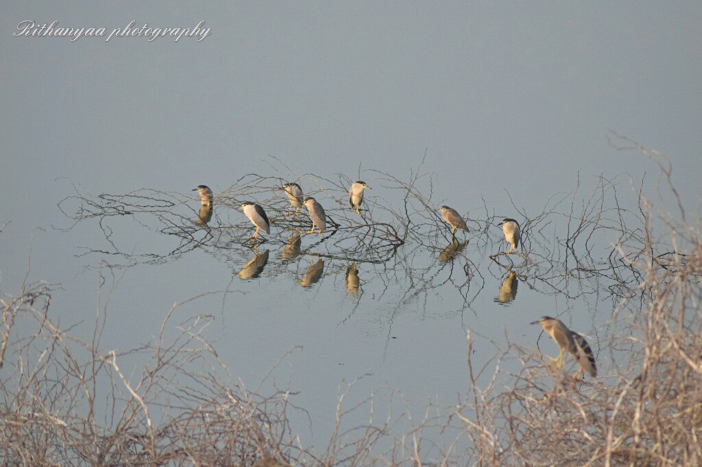 Black-crowned Night Heron - Magesh Ram