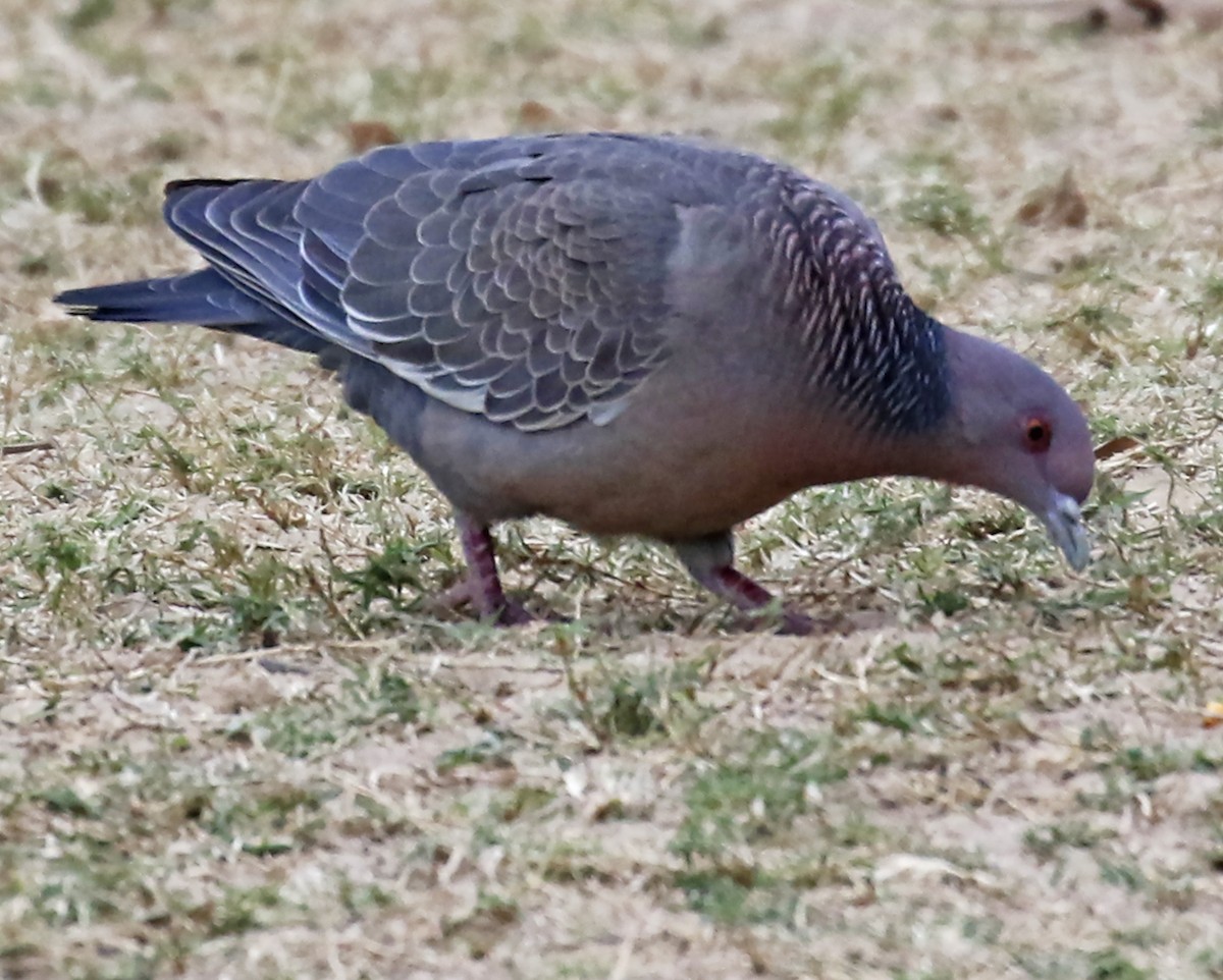 Picazuro Pigeon - olivia graves