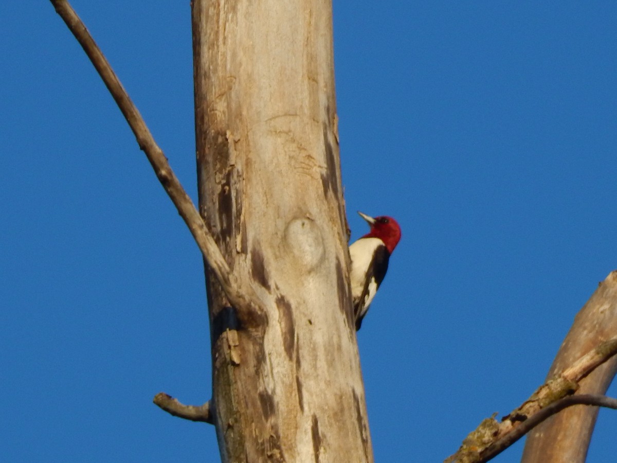 Red-headed Woodpecker - ML237033821