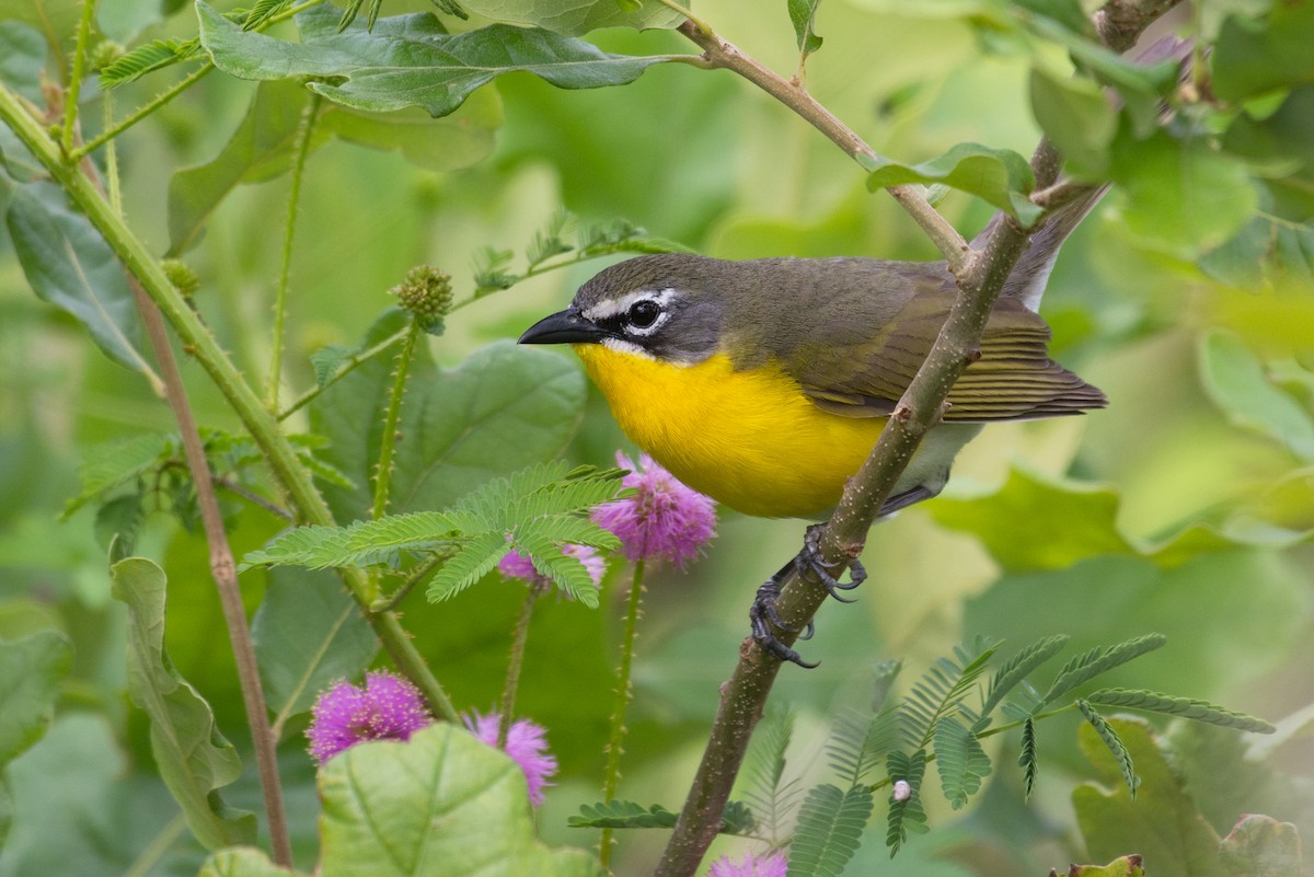 Yellow-breasted Chat - ML237037021