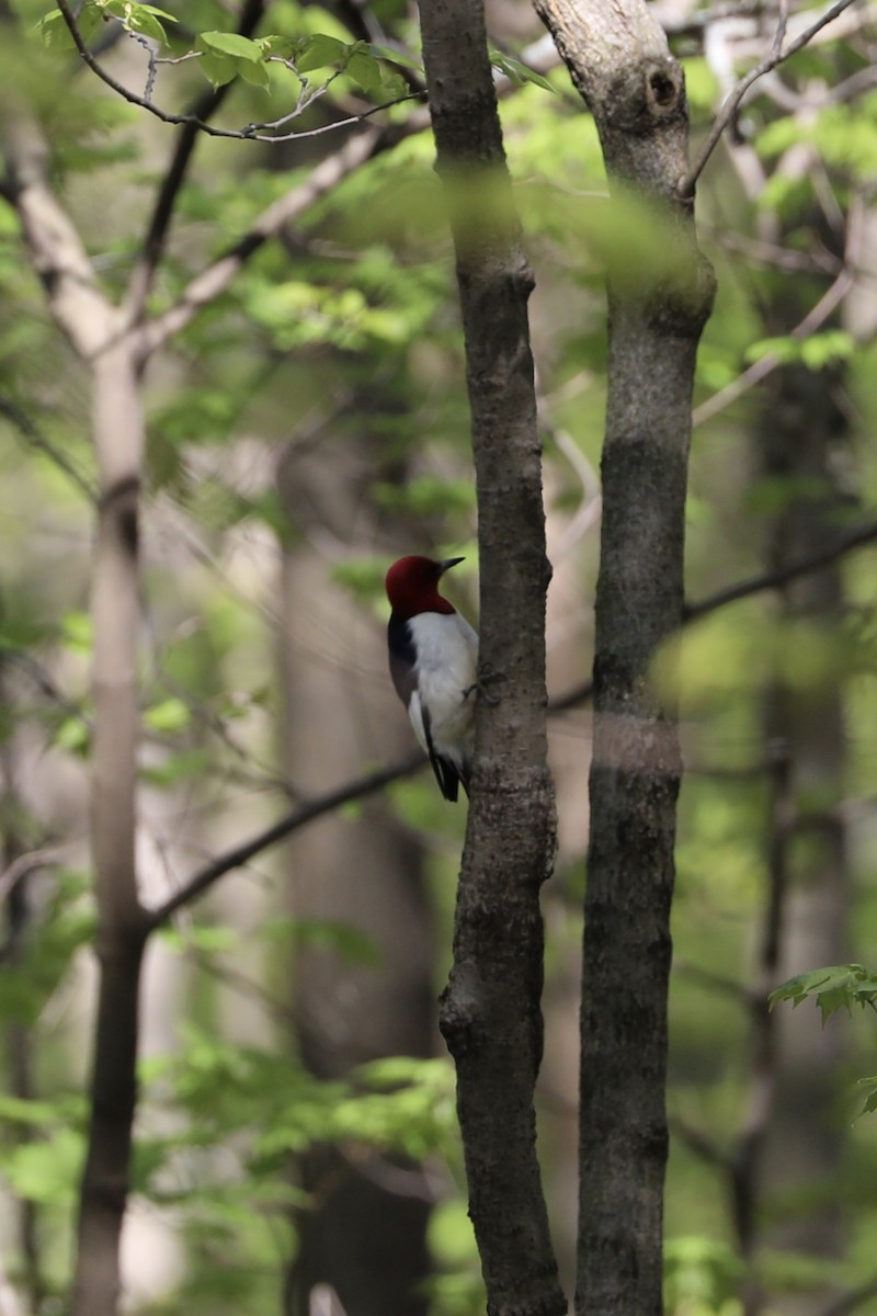 Red-headed Woodpecker - ML237041051