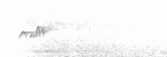 Weißbauch-Phoebetyrann - ML237044681