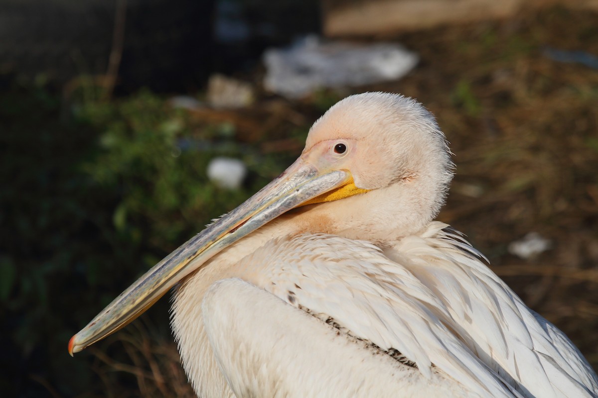 pelikán bílý - ML23704791