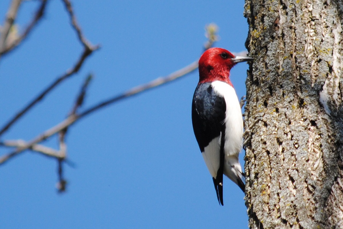 Red-headed Woodpecker - Ben Oldfield