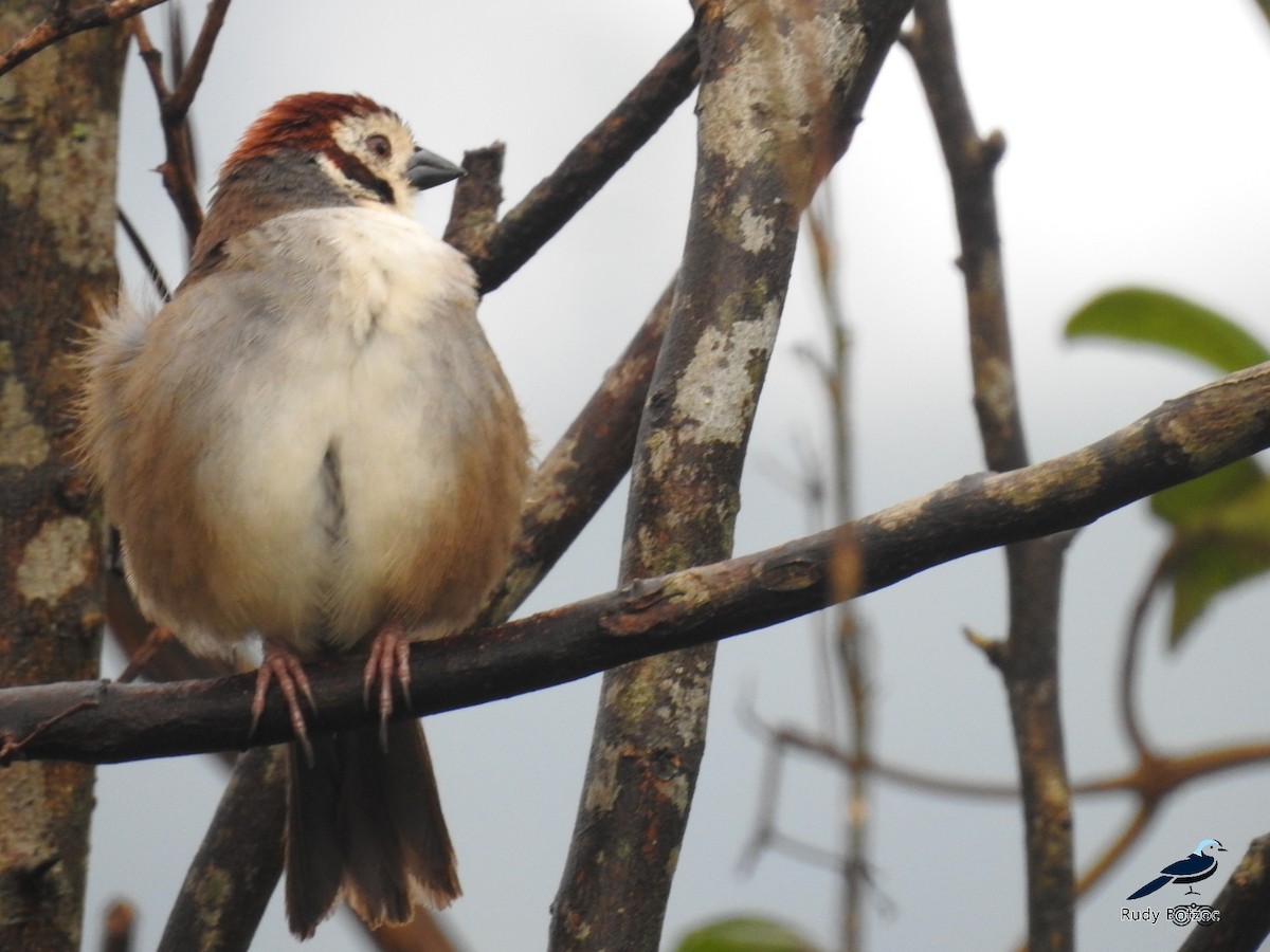 White-faced Ground-Sparrow - ML237051541