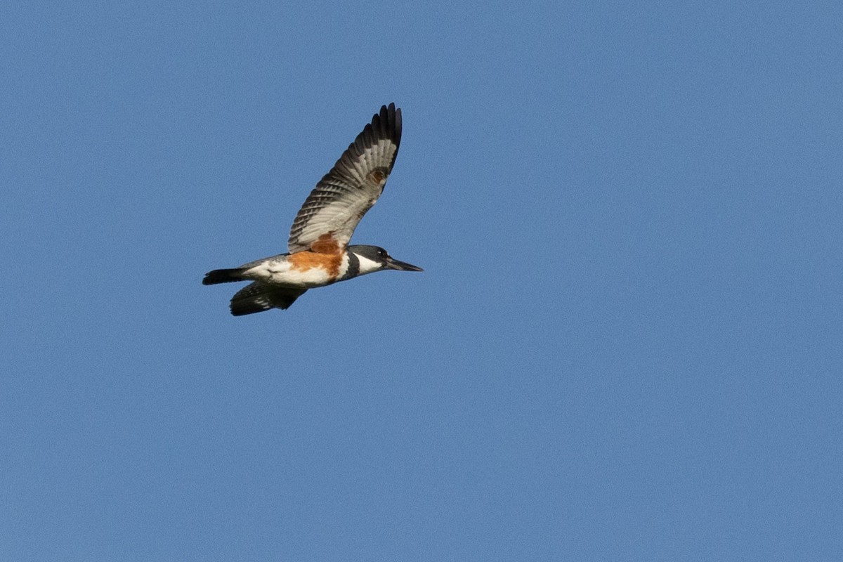 Belted Kingfisher - ML237053531