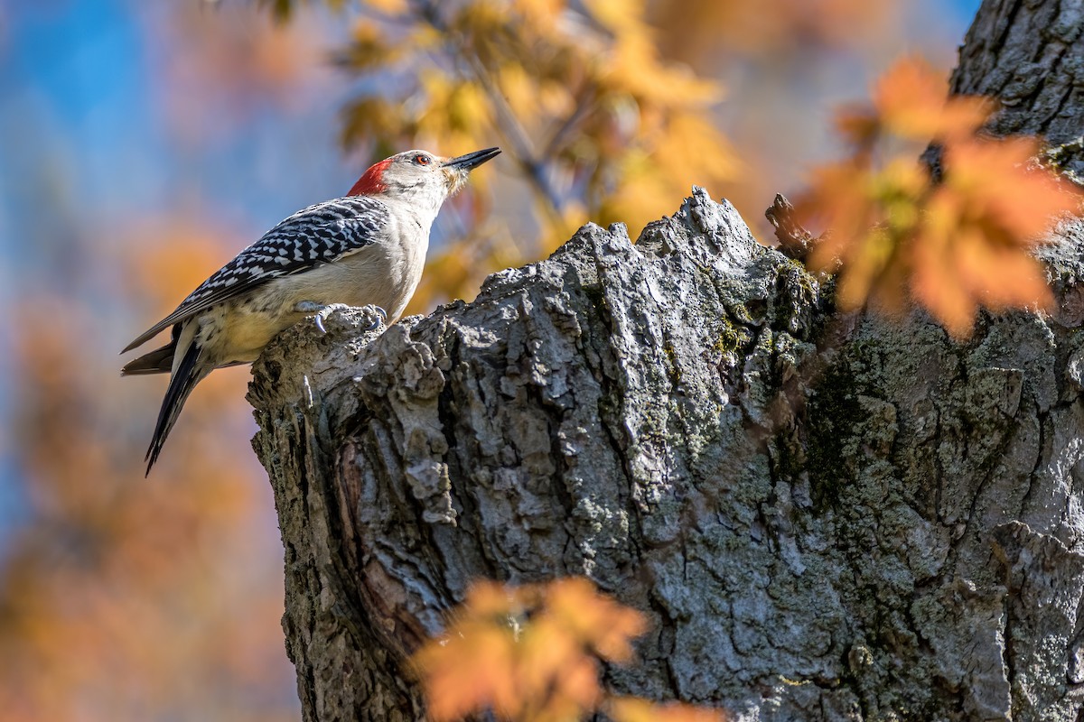 Red-bellied Woodpecker - Matt Saunders