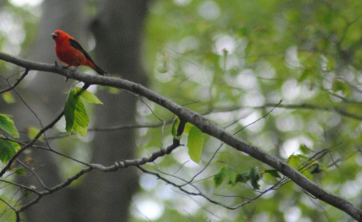Scarlet Tanager - ML237063661