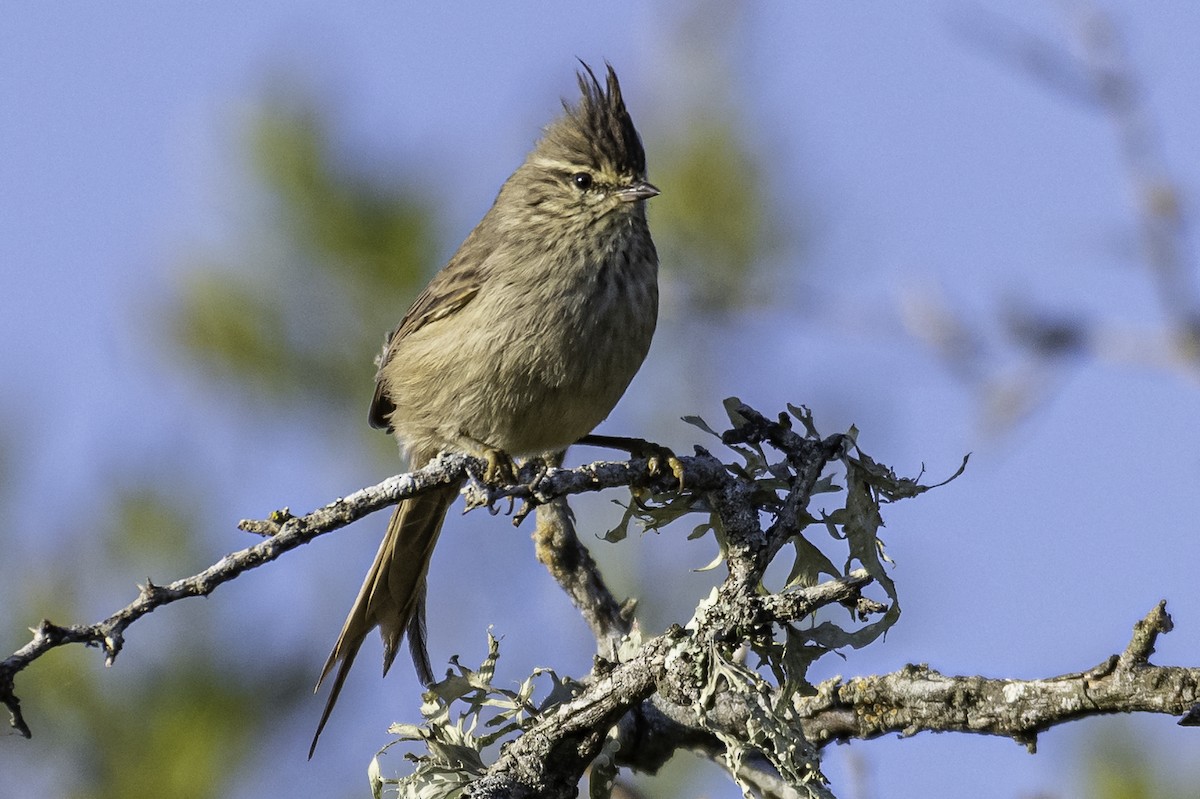 Tufted Tit-Spinetail - ML237067131