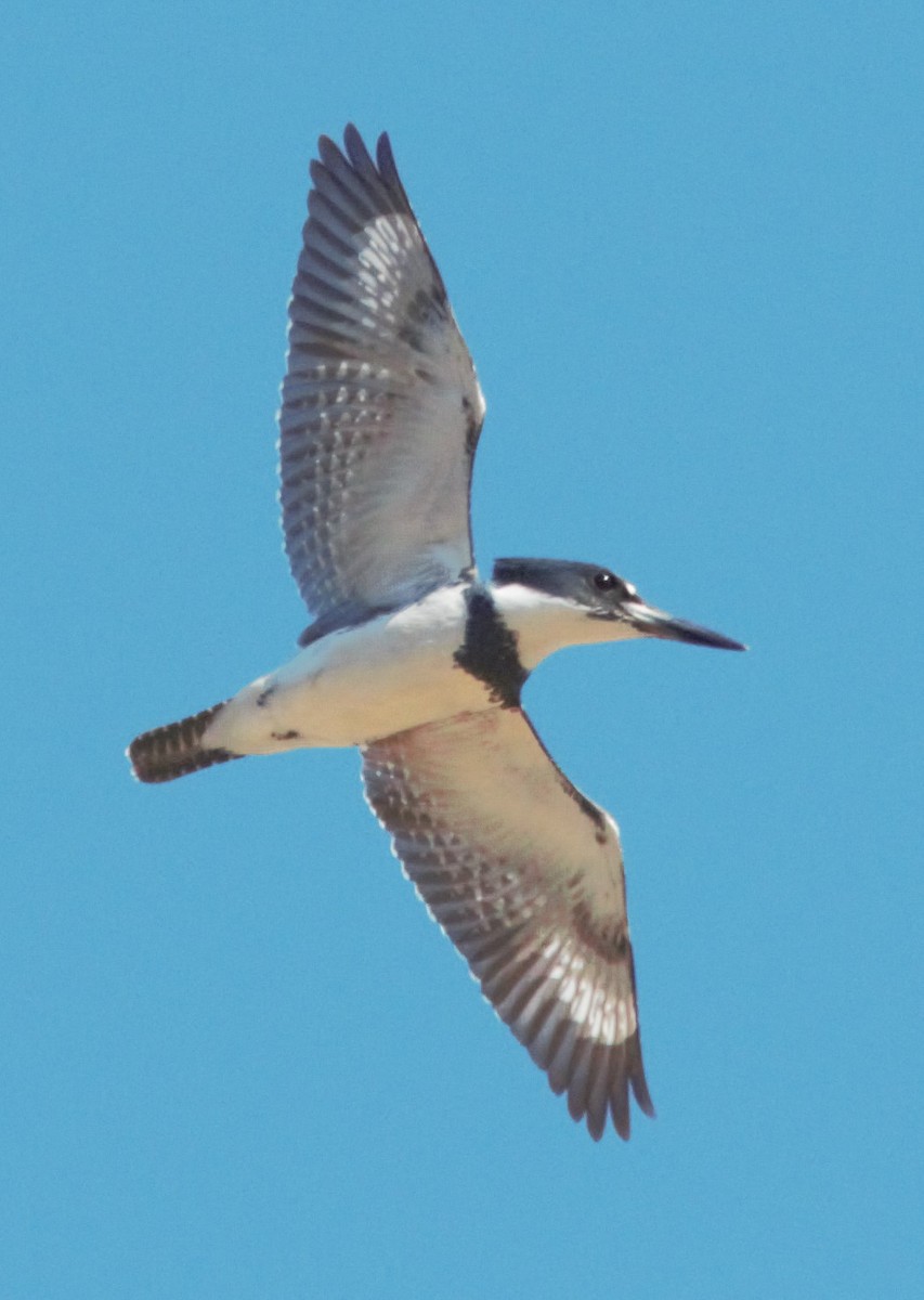 Belted Kingfisher - ML237067621