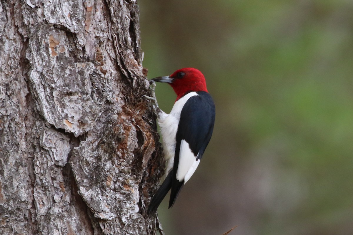 Red-headed Woodpecker - Larry Goodman