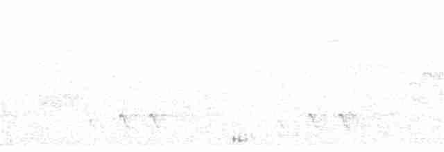 Glanzfleckdrongo - ML237074401
