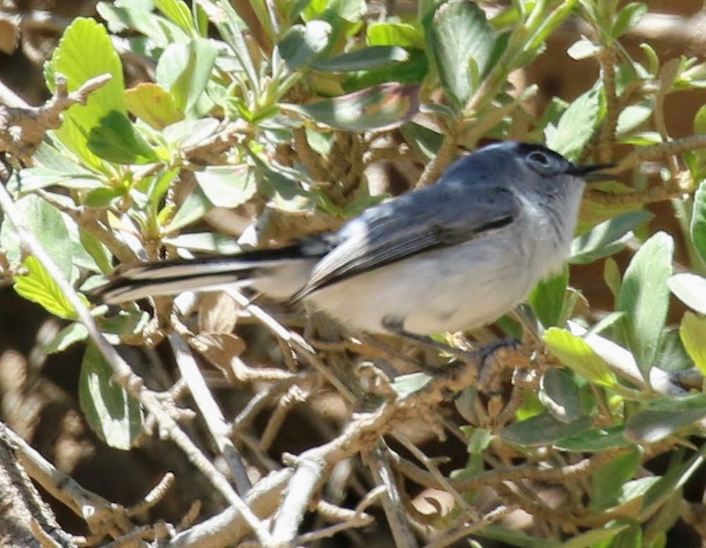 Blue-gray Gnatcatcher (obscura Group) - ML237077061