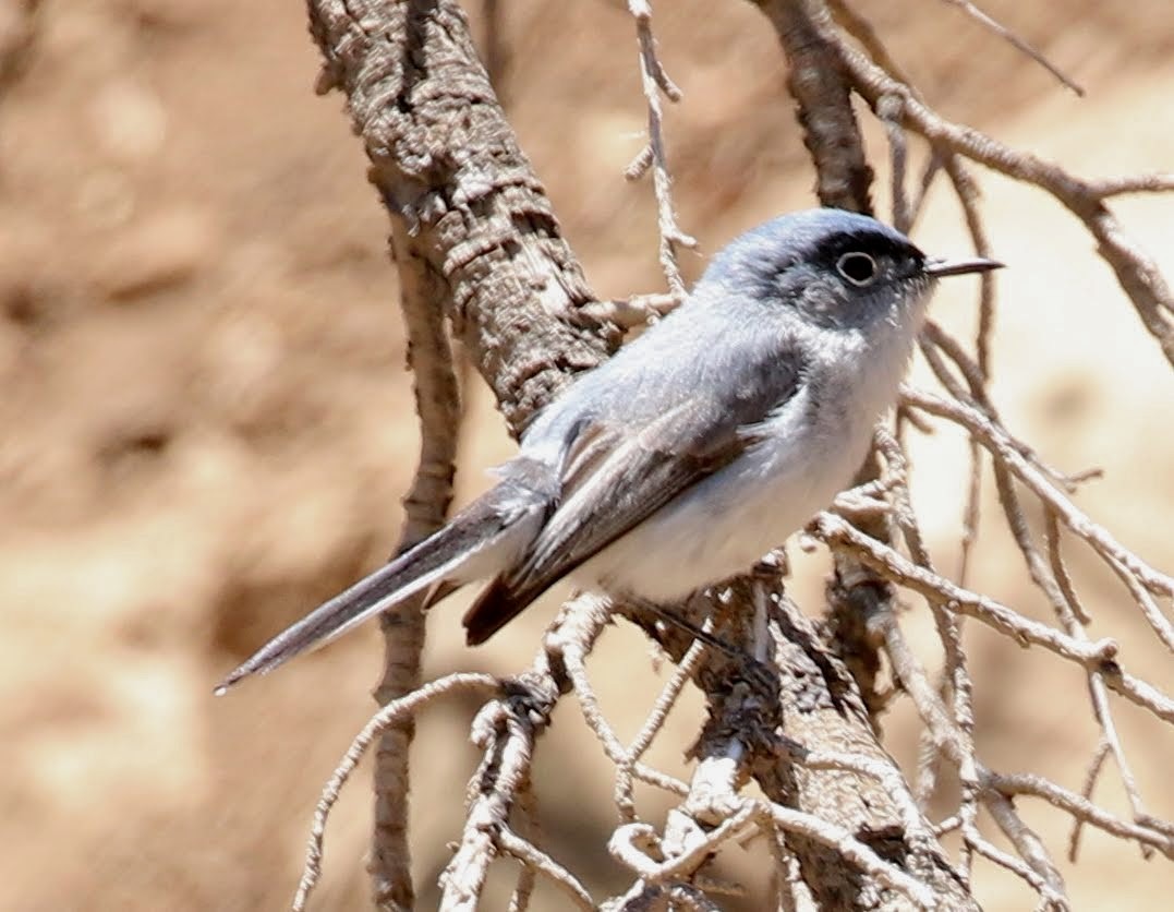 Blue-gray Gnatcatcher (obscura Group) - ML237077151