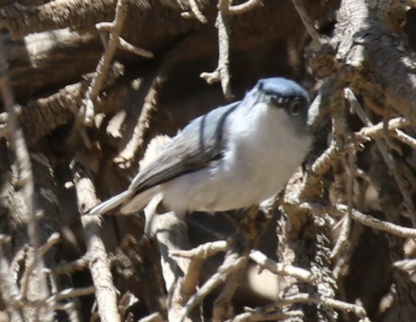 Blue-gray Gnatcatcher (obscura Group) - ML237077231
