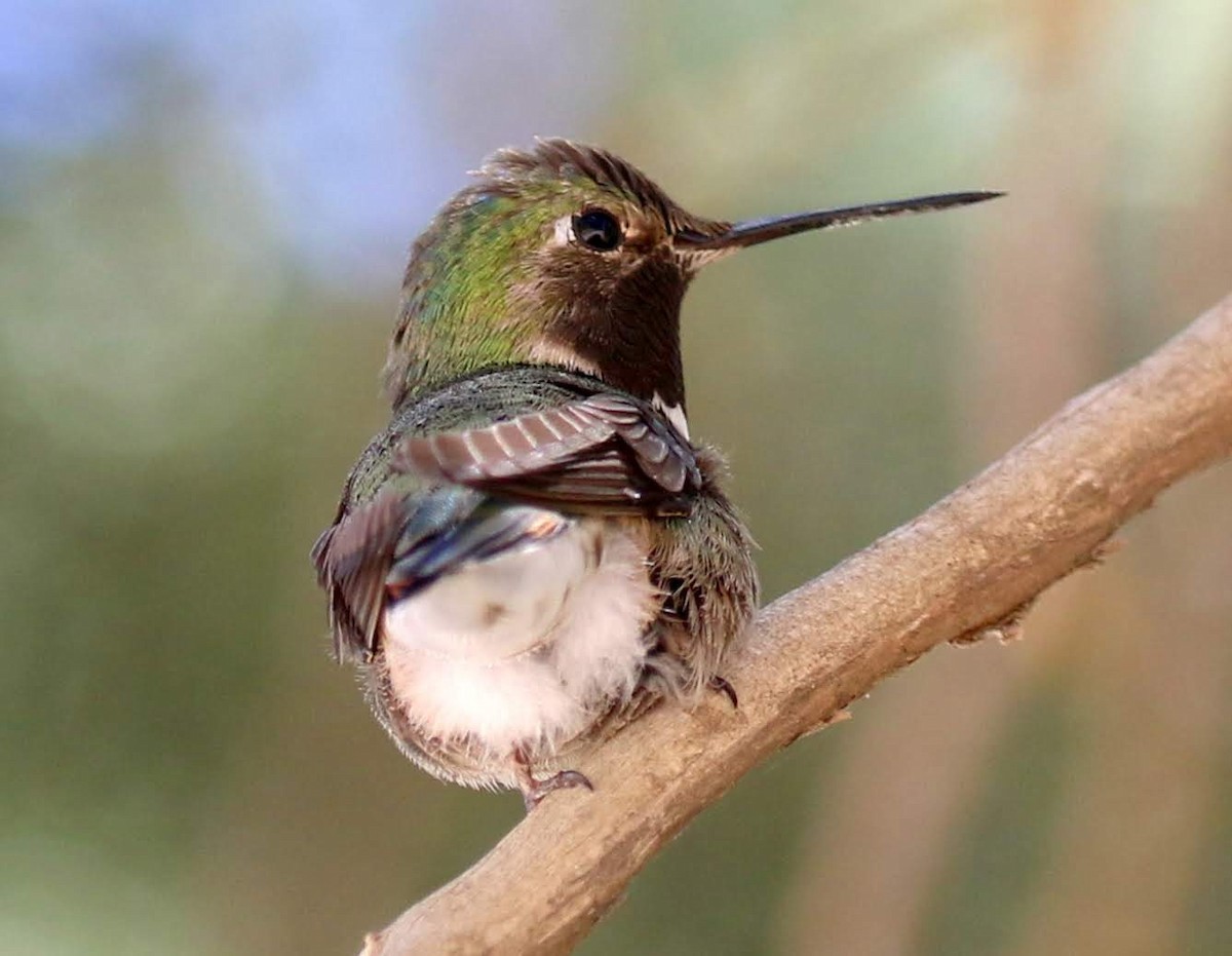 Broad-tailed Hummingbird - ML237078081